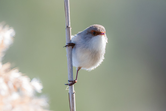 Birdlife at the Wetlands - Female Superb Fairywren