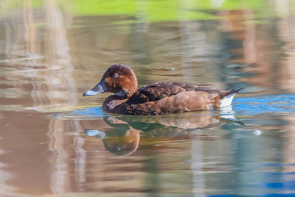 Birdlife at the Wetlands - Female Hardhead duck