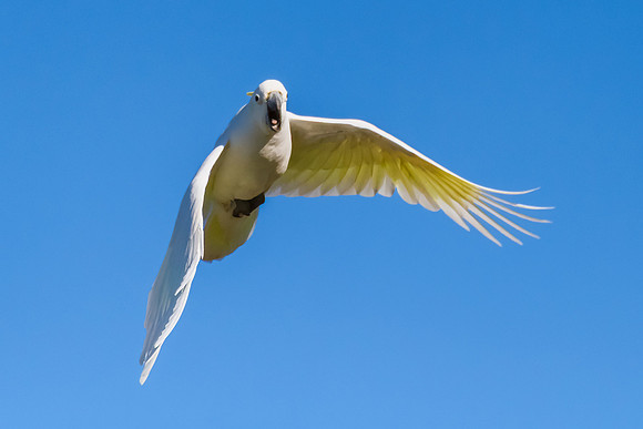 Sulphur-crested Cockatoo set against the morning blue sky