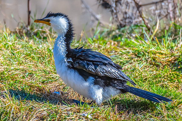 Birdlife at the Wetlands - Little Pied Cormorant
