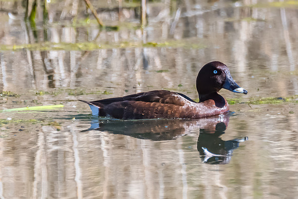Birdlife at the Wetlands - Male Hardhead duck