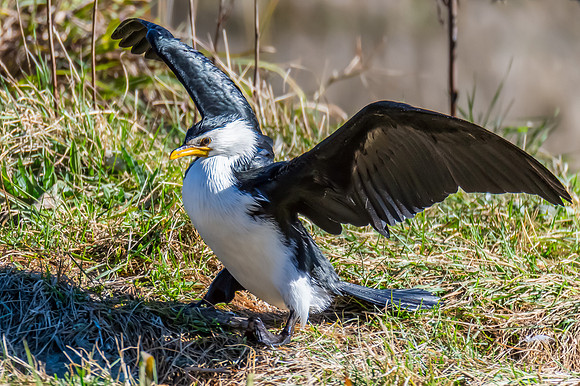 Birdlife at the Wetlands - Little Pied Cormorant