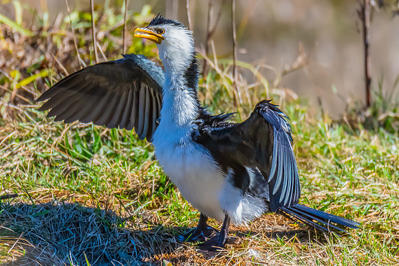 Birdlife at the Wetlands - Little Pied Cormorant