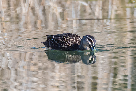 Birdlife at the Wetlands - Pacific Black Duck