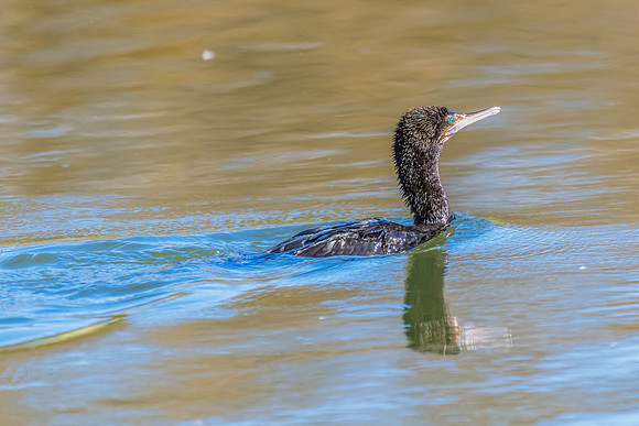 Birdlife at the Wetlands - Little Black Cormorant