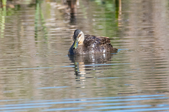 Birdlife at the Wetlands - Pacific Black Ducks
