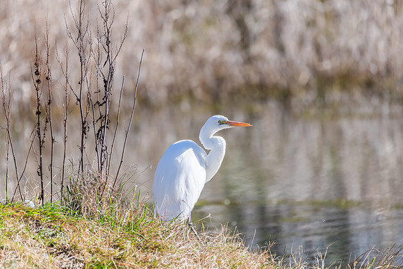 Birdlife at the Wetlands - Great Egret