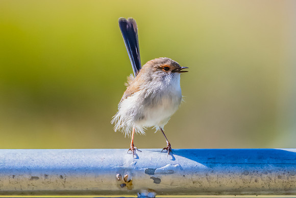 Female Superb Fairywren perched on metal fence in the morning li