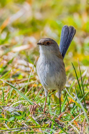 Young Superb Fairywren on the ground in the morning light
