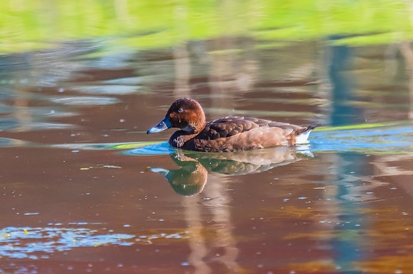 Birdlife at the Wetlands - Hardhead duck