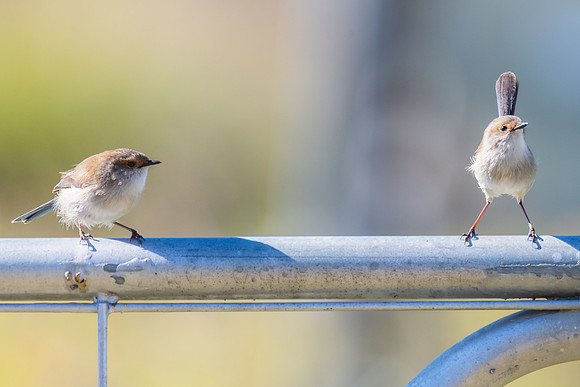 Young Superb Fairywrens perched on metal fence in the morning li