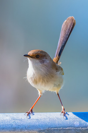 Superb Fairywren perched on metal fence in the morning light