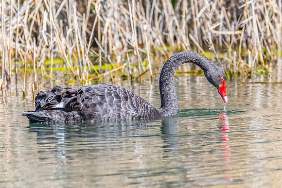 Birdlife at the Wetlands - Black Swan