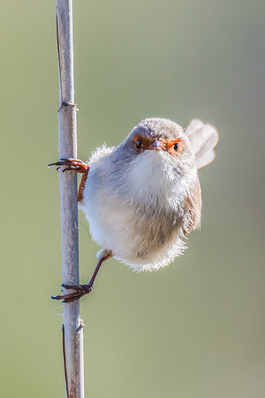 Birdlife at the Wetlands - Female Superb Fairywren