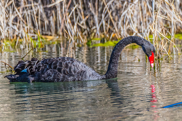 Birdlife at the Wetlands - Black Swan