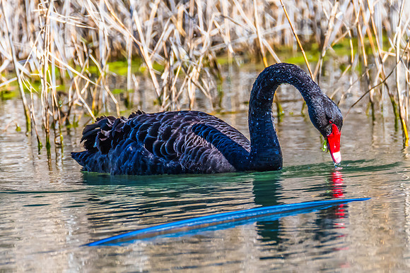 Birdlife at the Wetlands - Black Swan