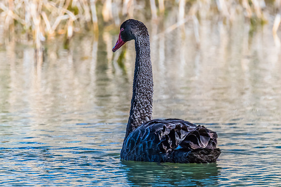 Birdlife at the Wetlands - Black Swan