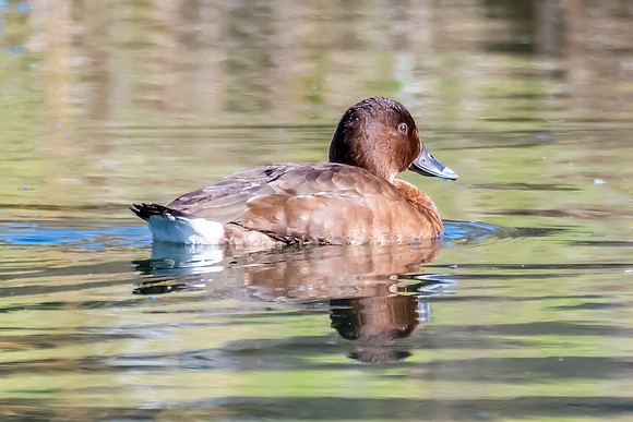 Birdlife at the Wetlands - Female Hardhead duck