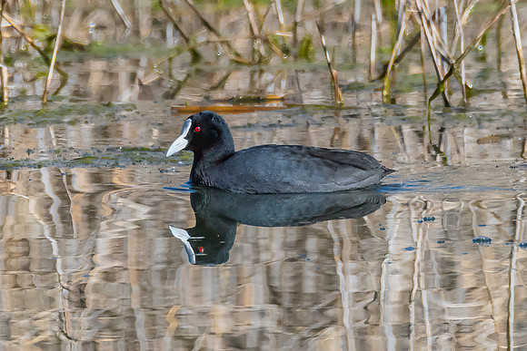 Birdlife at the Wetlands - Eurasian Coot