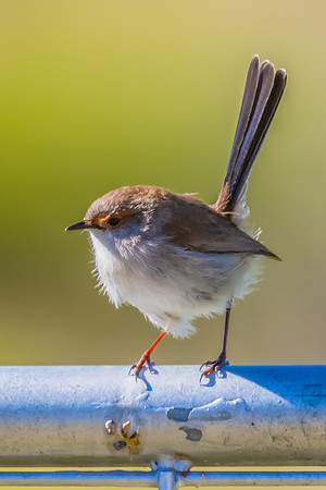 Female Superb Fairywren perched on metal fence in the morning li