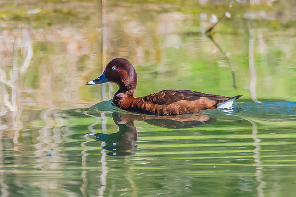 Birdlife at the Wetlands - Male Hardhead duck