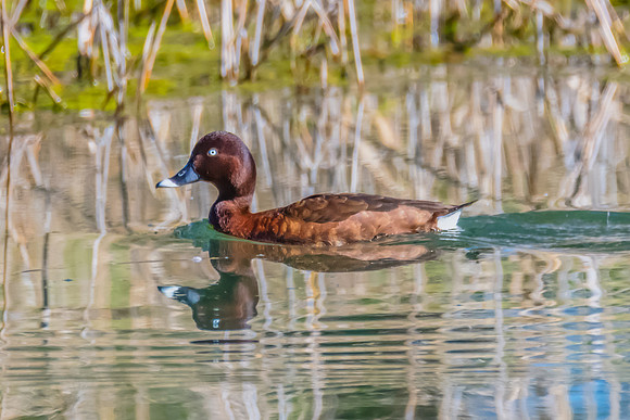 Birdlife at the Wetlands - Malw Hardhead duck