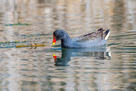 Birdlife at the Wetlands - Dusky Moorhen