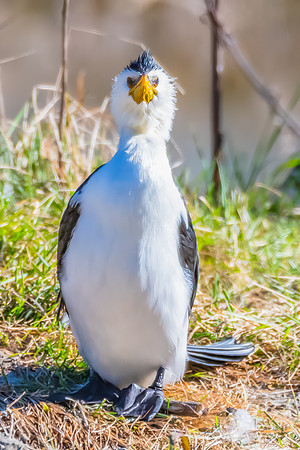 Birdlife at the Wetlands - Little Pied Cormorant