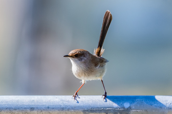 Female Superb Fairywren perched on metal fence in the morning li