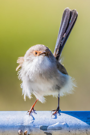 Female Superb Fairywren perched on metal fence in the morning li
