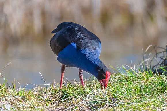 Birdlife at the Wetlands - Purple Swamphen