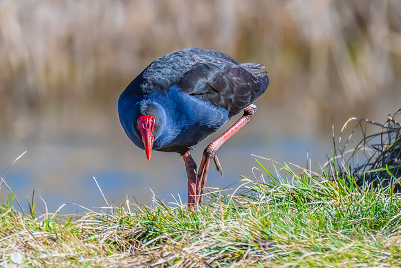 Birdlife at the Wetlands - Purple Swamphen