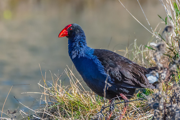 Birdlife at the Wetlands - Purple Swamphen