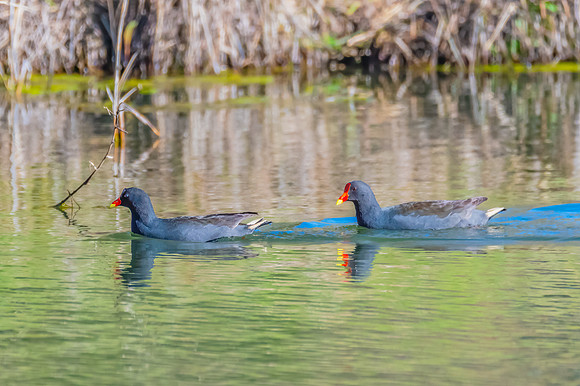 Birdlife at the Wetlands - Dusky Moorhens