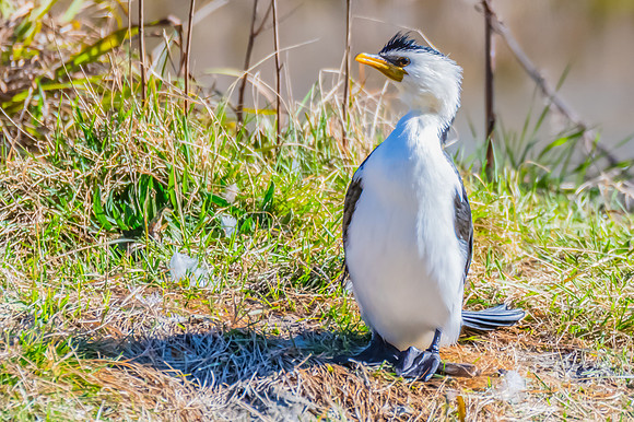 Birdlife at the Wetlands - Little Pied Cormorant