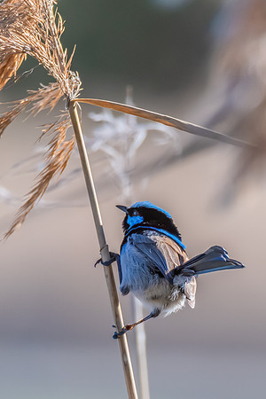Birdlife at the Wetlands - Superb Fairywren