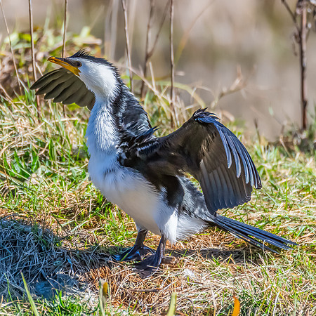 Birdlife at the Wetlands - Little Pied Cormorant