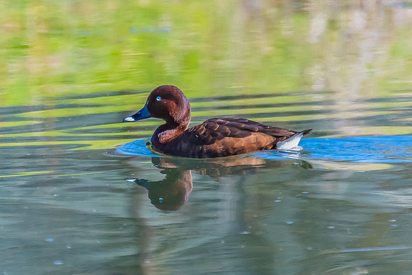 Birdlife at the Wetlands - Male Hardhead duck