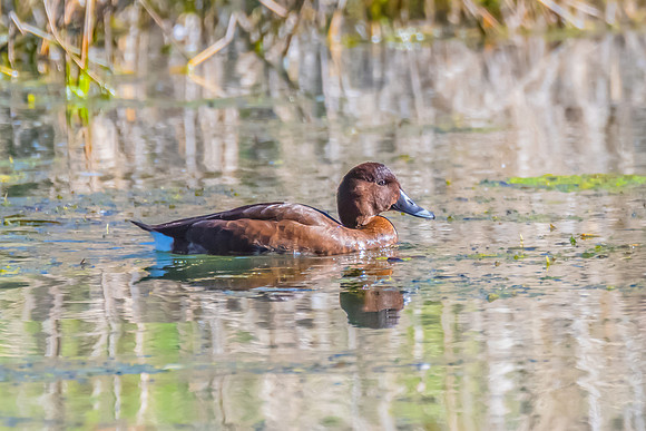 Birdlife at the Wetlands - Female Hardhead duck