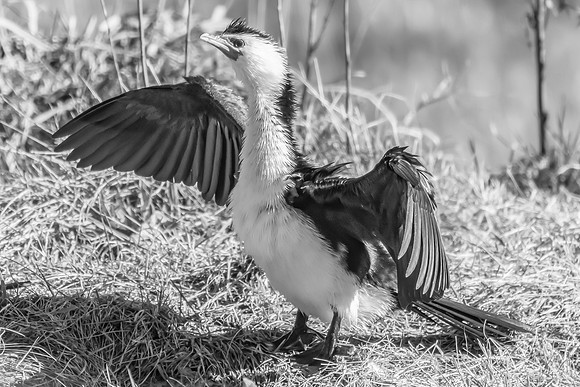 Birdlife at the Wetlands - Little Pied Cormorant