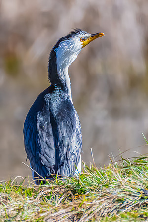 Birdlife at the Wetlands - Little Pied Cormorant