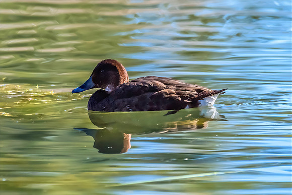 Birdlife at the Wetlands - Female Hardhead duck