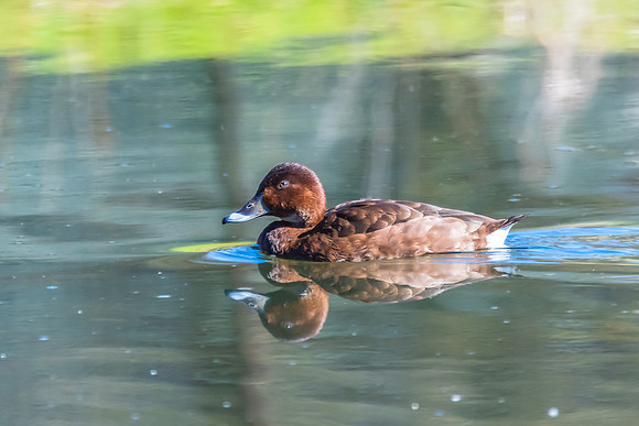 Birdlife at the Wetlands - Hardhead duck