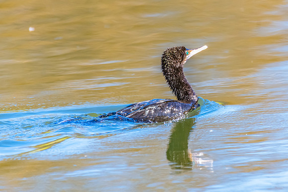 Birdlife at the Wetlands - Little Black Cormorant