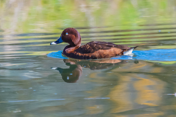 Birdlife at the Wetlands - Male Hardhead duck