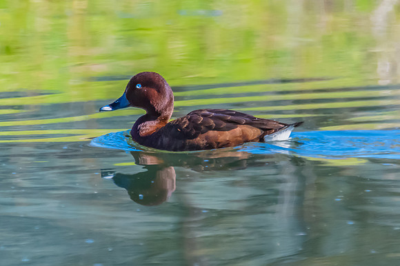 Birdlife at the Wetlands - Male Hardhead duck