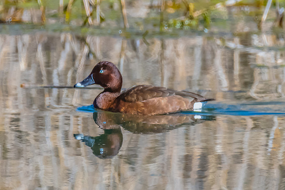 Birdlife at the Wetlands - Hardhead duck
