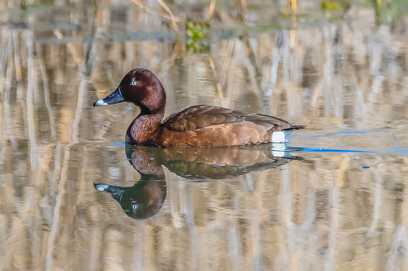 Birdlife at the Wetlands - Male Hardhead duck
