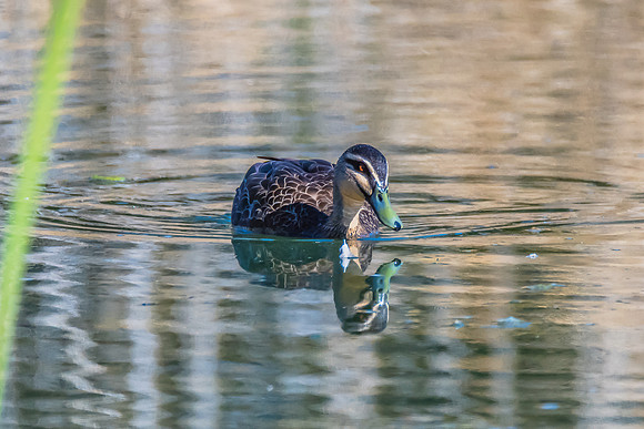 Birdlife at the Wetlands - Pacific Black Duck