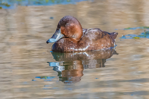 Birdlife at the Wetlands - Female Hardhead duck